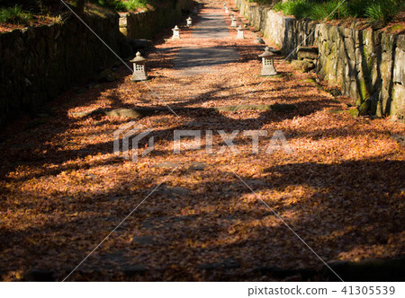 Autumn leaves, Fallen leaves, Ryogoji Temple 41305539