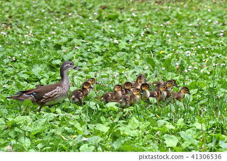 Oshidori家庭 41306536