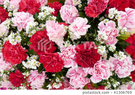 Bunch of carnation flowers Bunch of carnation flowers 41306769