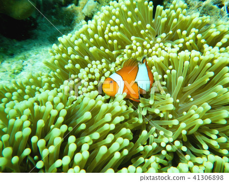 Nemo (Anemonefish) swim around coral Thailand Nemo (Anemonefish) swim around coral Thailand 41306898