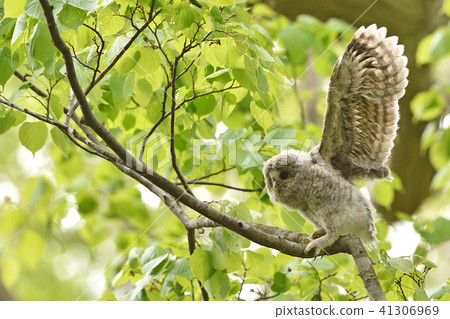 Ezo Owl的孩子 41306969