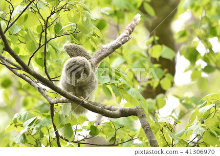 Ezo Owl的孩子 41306970