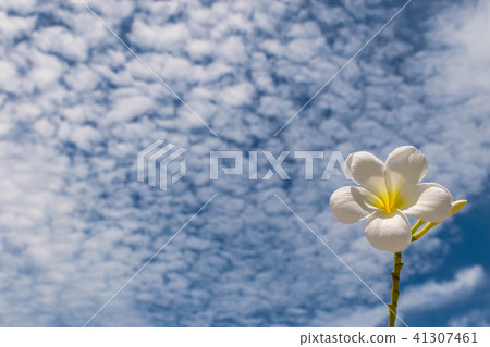 Frangipani, Plumeria flower with the beautiful sk Frangipani, Plumeria flower with the beautiful sk 41307461