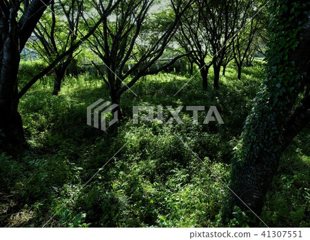 In the forest In the forest 41307551