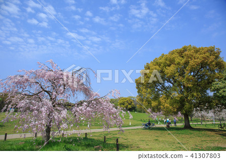 Cherry blossoms at Daisen Park 41307803