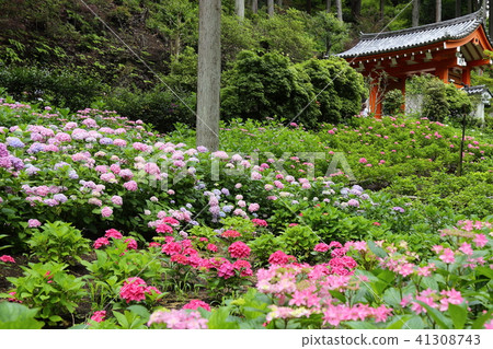 繡球寺(Mie Murotoji Kyoto) 繡球寺(Mie Murotoji Kyoto) 41308743