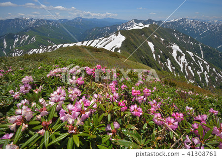 杜鵑花和雪山從Hakodake看到的Okutane山 杜鵑花和雪山從Hakodake看到的Okutane山 41308761