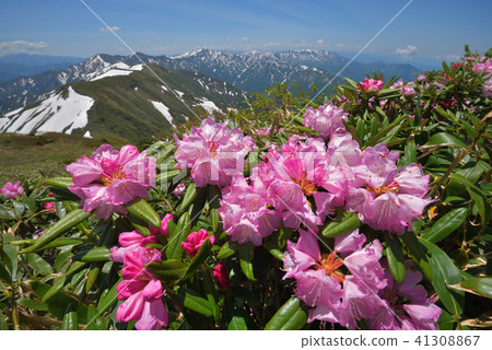 杜鵑花和雪山從Hakodake看到的Okutane山 杜鵑花和雪山從Hakodake看到的Okutane山 41308867