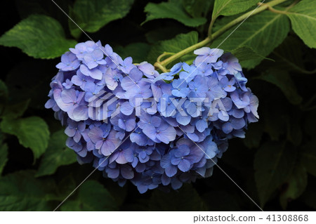 繡球花(心形) 繡球花(心形) 41308868