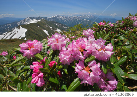 杜鵑花和雪山從Hakodake看到的Okutane山 杜鵑花和雪山從Hakodake看到的Okutane山 41308869
