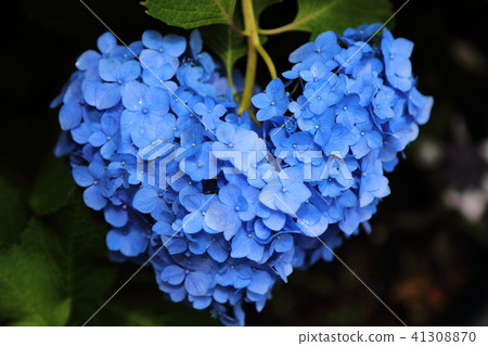 繡球花(心形) 繡球花(心形) 41308870