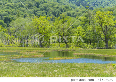 新鮮的綠色和Ozegahara 新鮮的綠色和Ozegahara 41308929