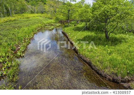 Ozegahara溪 41308937