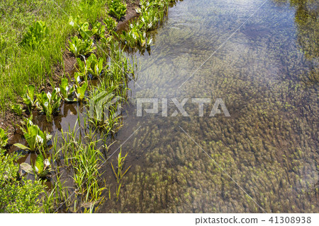 Ogasegara的Ogawa的水basho 41308938