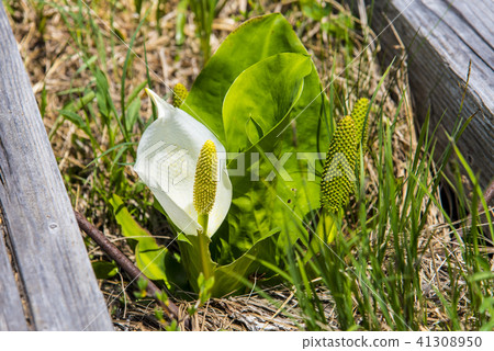 在樹道之間開花的水竹子 41308950