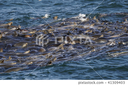 加州海獅 41309403