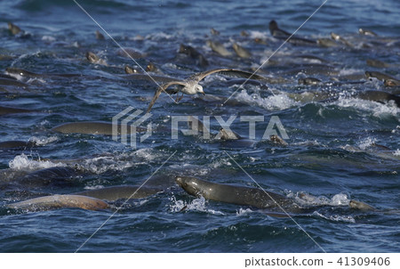 California sea lion 41309406