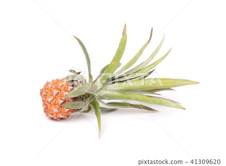 Mini fruit pineapple 41309620