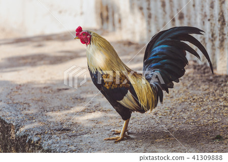 Asian rooster. 41309888