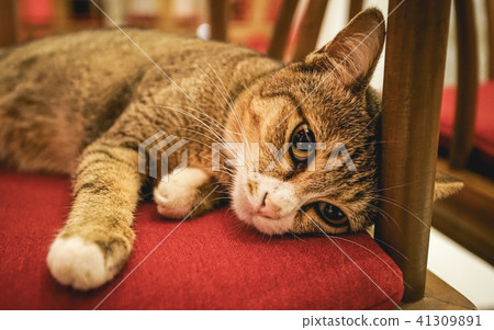 Cute kitty on the red chair. 41309891