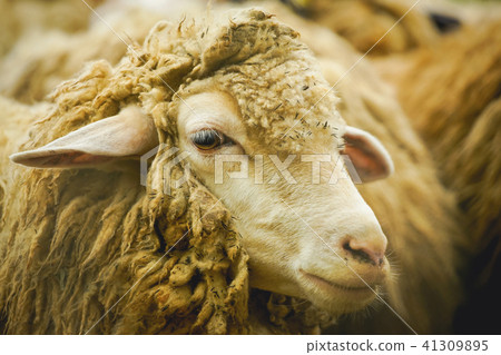 Fat Asian sheep. Fat Asian sheep. 41309895