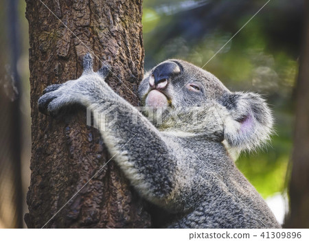 Baby koala on the tree. Baby koala on the tree. 41309896