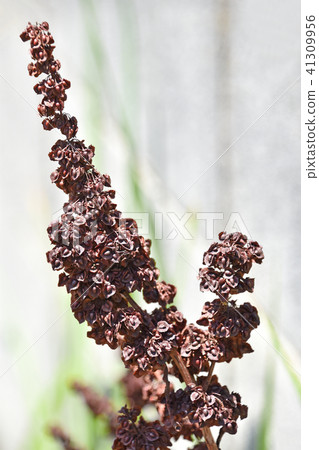 Witched rasp（Yousei） 41309956