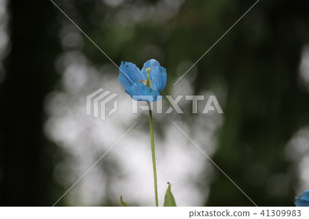 喜馬拉雅山的罌粟 41309983