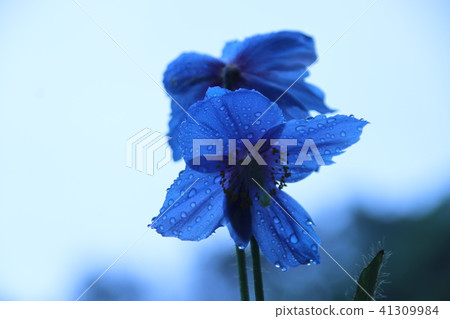 喜馬拉雅山的罌粟 41309984