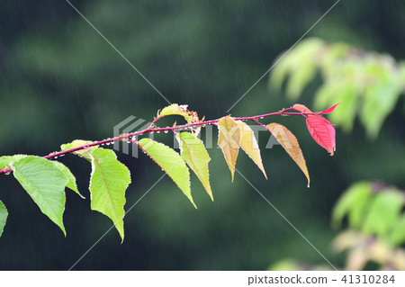 雨天櫻花離開 雨天櫻花離開 41310284