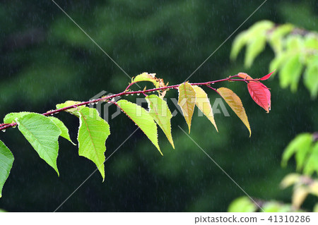 Rainy day Sakura leaves Rainy day Sakura leaves 41310286