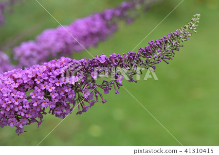 Boodlea Boodlea 41310415