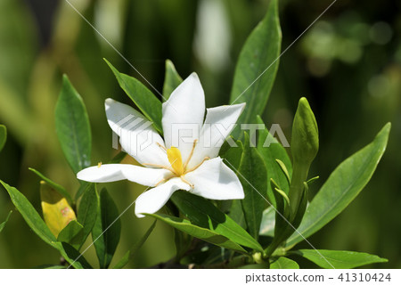 Kokuchinashi 41310424