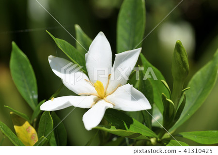 Kokuchinashi Kokuchinashi 41310425