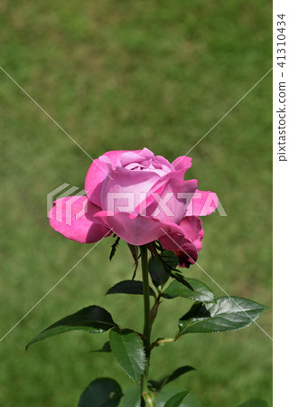 Rose (Blue River) 41310434