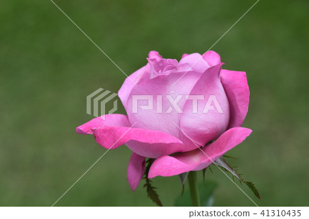 Rose (Blue River) 41310435