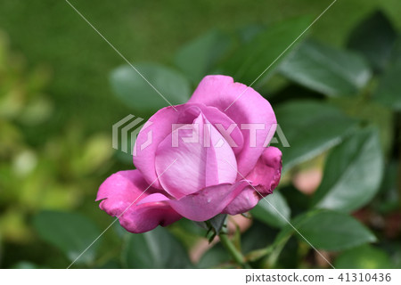 Rose (Blue River) 41310436