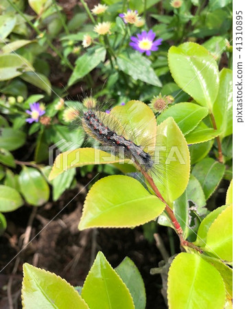 Moth larva 41310895