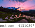 早晨發光的水稻梯田 41310897