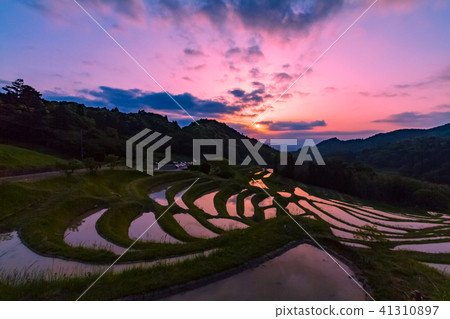 Morning glow of rice terraces 41310897