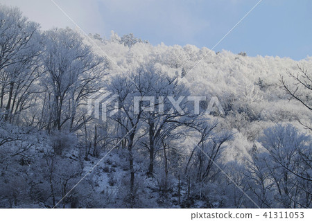 Snow forest Snow forest 41311053