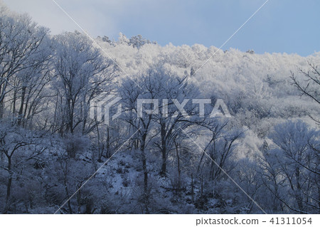Snow forest Snow forest 41311054