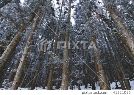 雪林 雪林 41311055