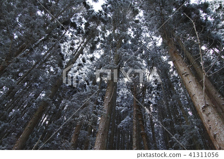 雪林 41311056