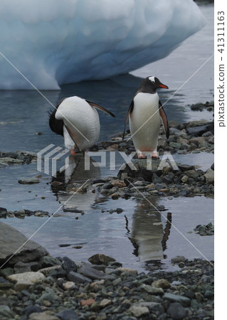 巴布亞企鵝 41311163