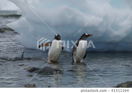 巴布亞企鵝 41311164