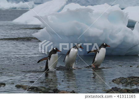 巴布亞企鵝 41311165