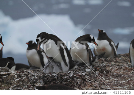 Gentoo penguin Gentoo penguin 41311166