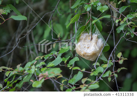 Forest tree frog eggs 41311338