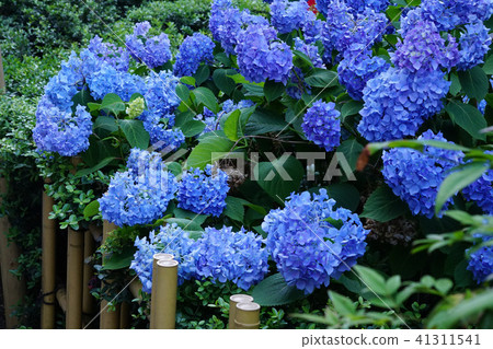 A splendid hydrangea flower blooming in Ginza A splendid hydrangea flower blooming in Ginza 41311541